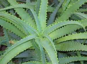 aloe