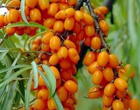 Лечебные свойства облепихи