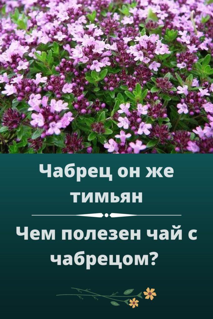 чабрец