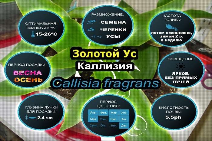 Выращивание золотого уса