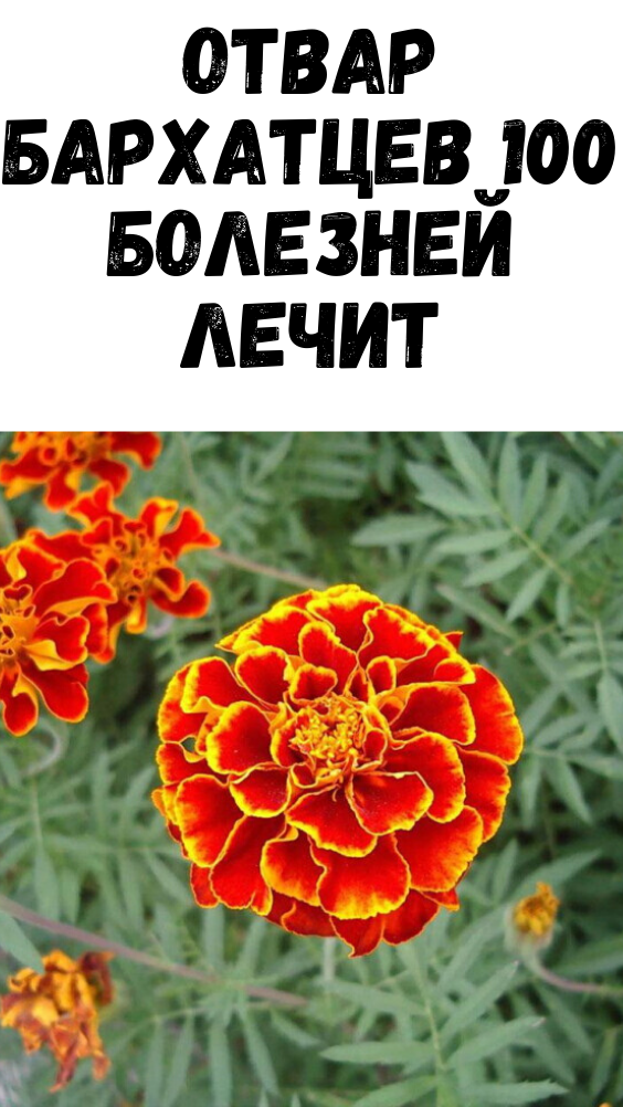Отвар бархатцев 100 болезней лечит