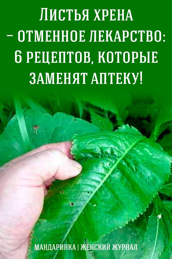 Листья хрена — отменное лекарство: 6 рецептов, которые заменят аптеку!