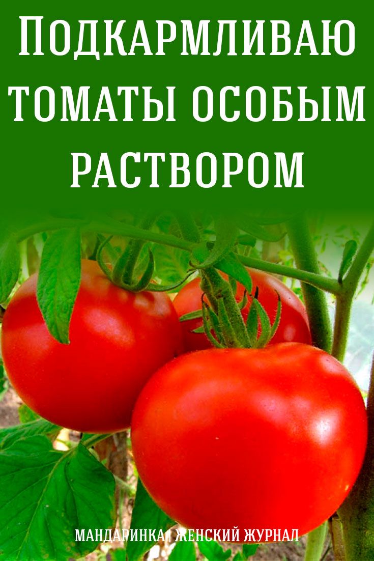 Подкармливаю томаты особым раствором Подкармливаю томаты особым раствором