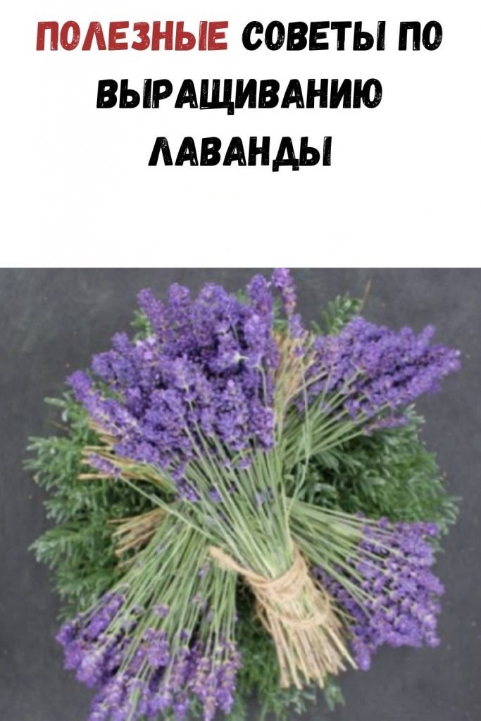 Полезные советы по выращиванию лаванды