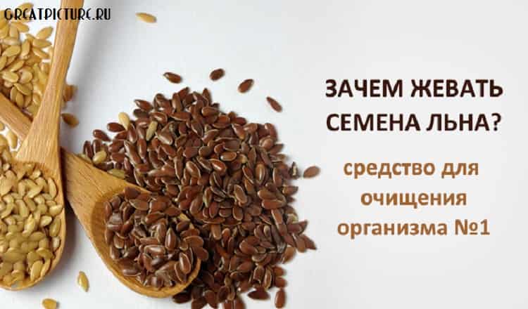 Зачем жевать семена льна — панацея от многих болезней Зачем жевать семена льна — панацея от многих болезней