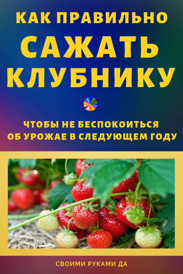 Можно ли в июне посадить клубнику? Как и когда можно сажать клубнику — пошаговое руководство.