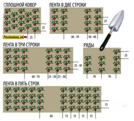 Можно ли в июне посадить клубнику? Как и когда можно сажать клубнику — пошаговое руководство.