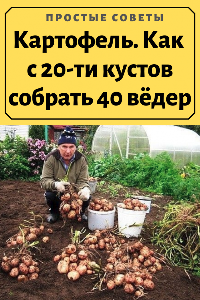 Картофель. Как с 20-ти кустов собрать 40 вёдер