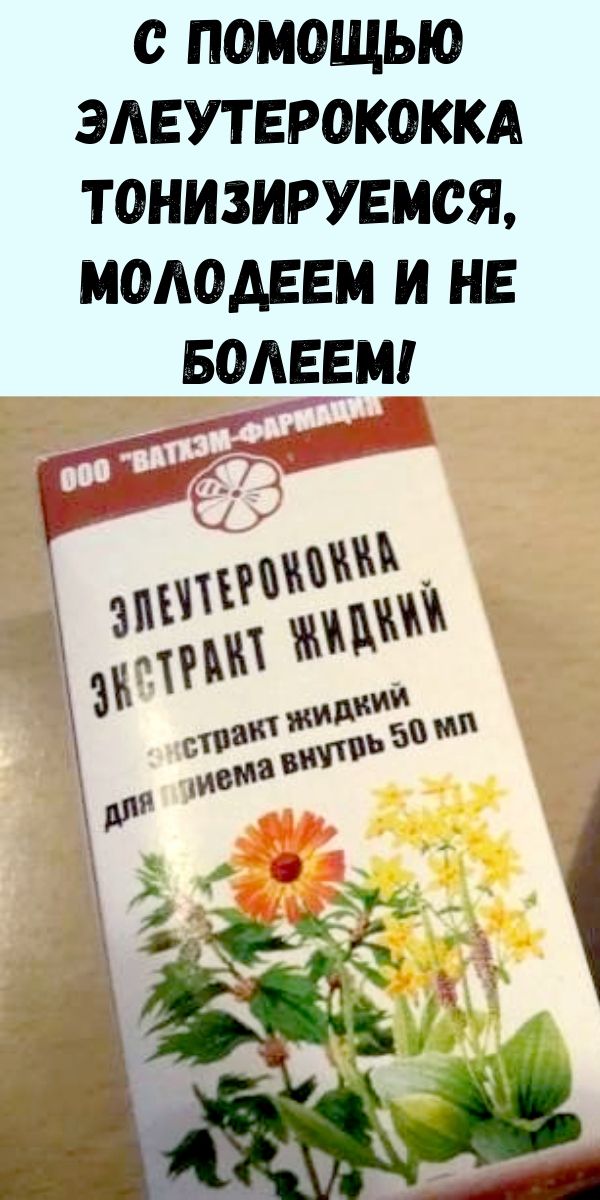 С помощью элеутерококка тонизируемся, молодеем И НЕ БОЛЕЕМ!
